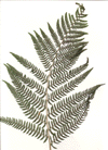 common ladyfern (Athyrium filix-femina)