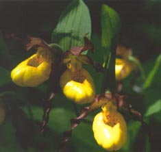 Cypripedium parviflorum (lesser yellow ladys slipper)