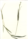 Leiberg's dichanthelium (Dicanthelium leibergii)