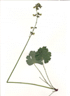 Richardson's alumroot (Heuchera richardsonii)