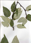 balsam poplar (Populus balsamifera)