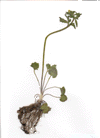 littleleaf buttercup (Ranunculus abortivus)