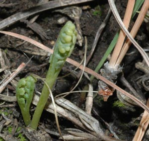 Botrychium pallidum (pale botrychium) next to a ponderosa pine needle