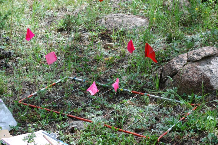 monitoring Botrychium hesperium using a contiguous Daubenmire frame