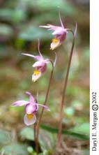 Calypso bulbosa (fairy slipper)