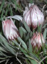 Townsendia exscapa (stemless Townsend daisy)