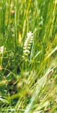 Spiranthes diluvialis (Ute lady's tresses)