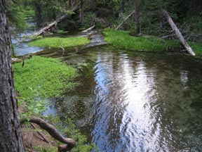 riparian area