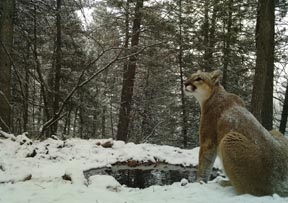 mountain lion